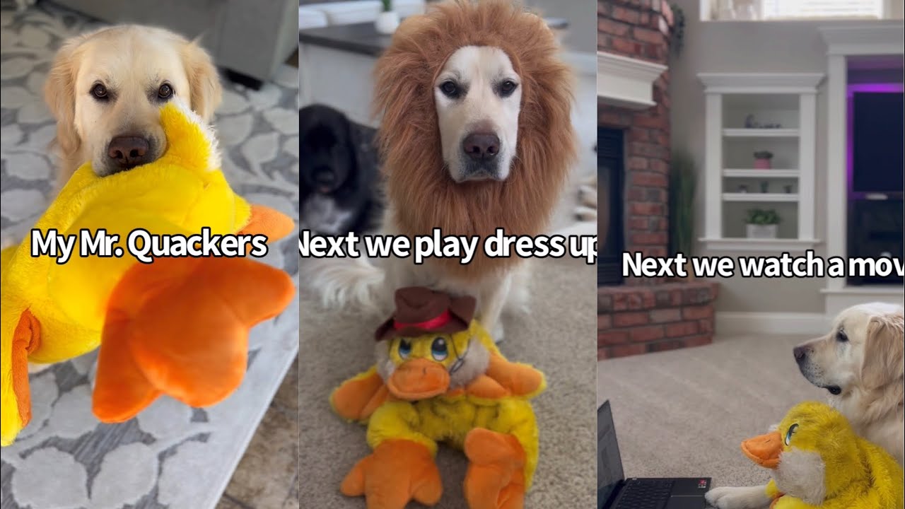 How My Dog Takes Care Of His Favorite Duck Toy