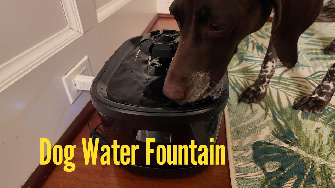 Large Dog Water Fountain 9.5L Review | SIBAYS 2.5 Gallon Quiet Multi-Pet Water Dispenser