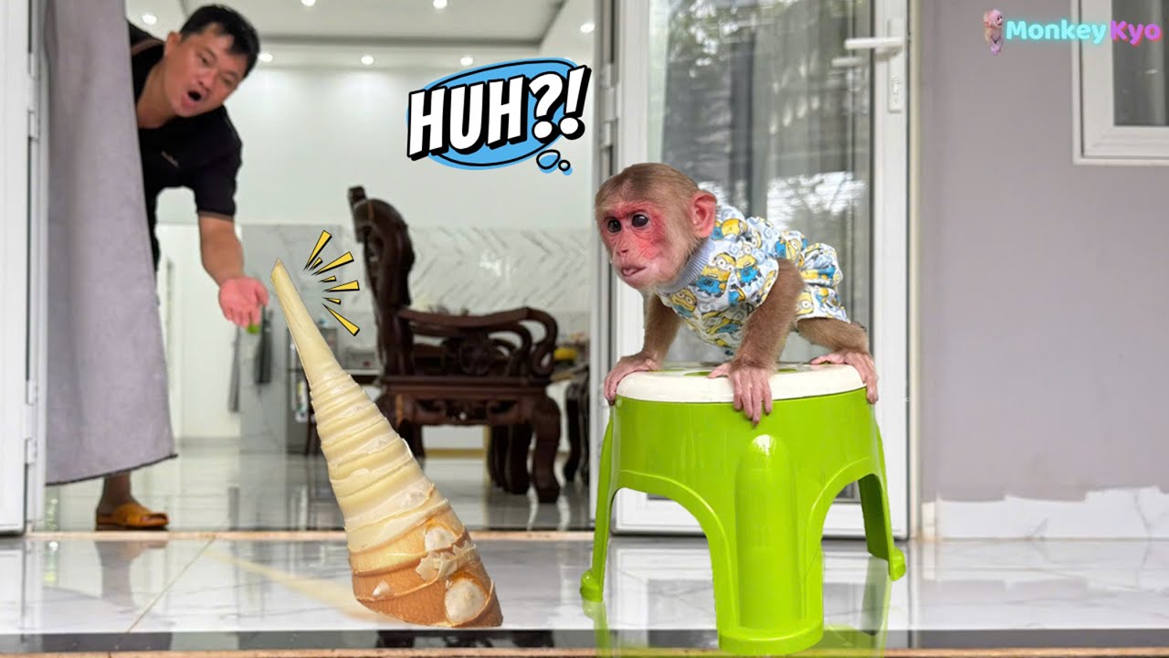 Monkey Kyo spots something strange… what happens next will surprise you!