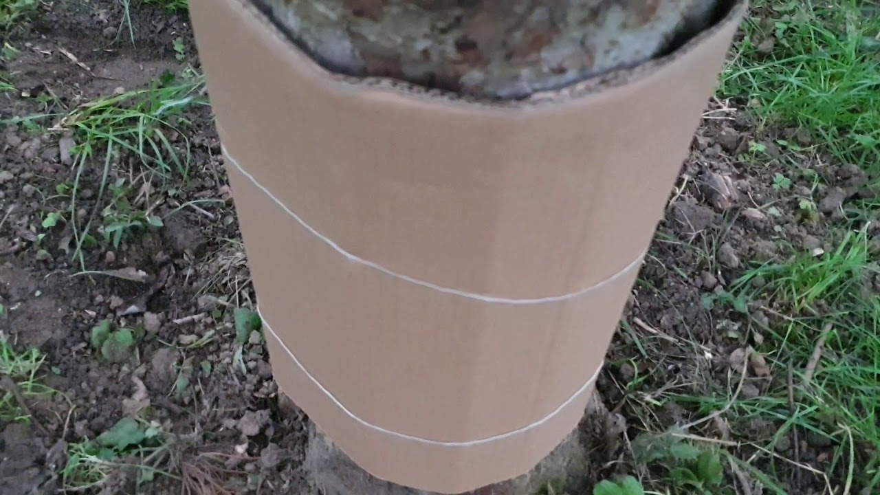 ELMA KURDU  ( ELMA İ&Ccedil; KURDU ) , #ELMA HASTALIKLARI ,#Organic Codling Moth Control , HOBİ BAH&Ccedil;ESİ