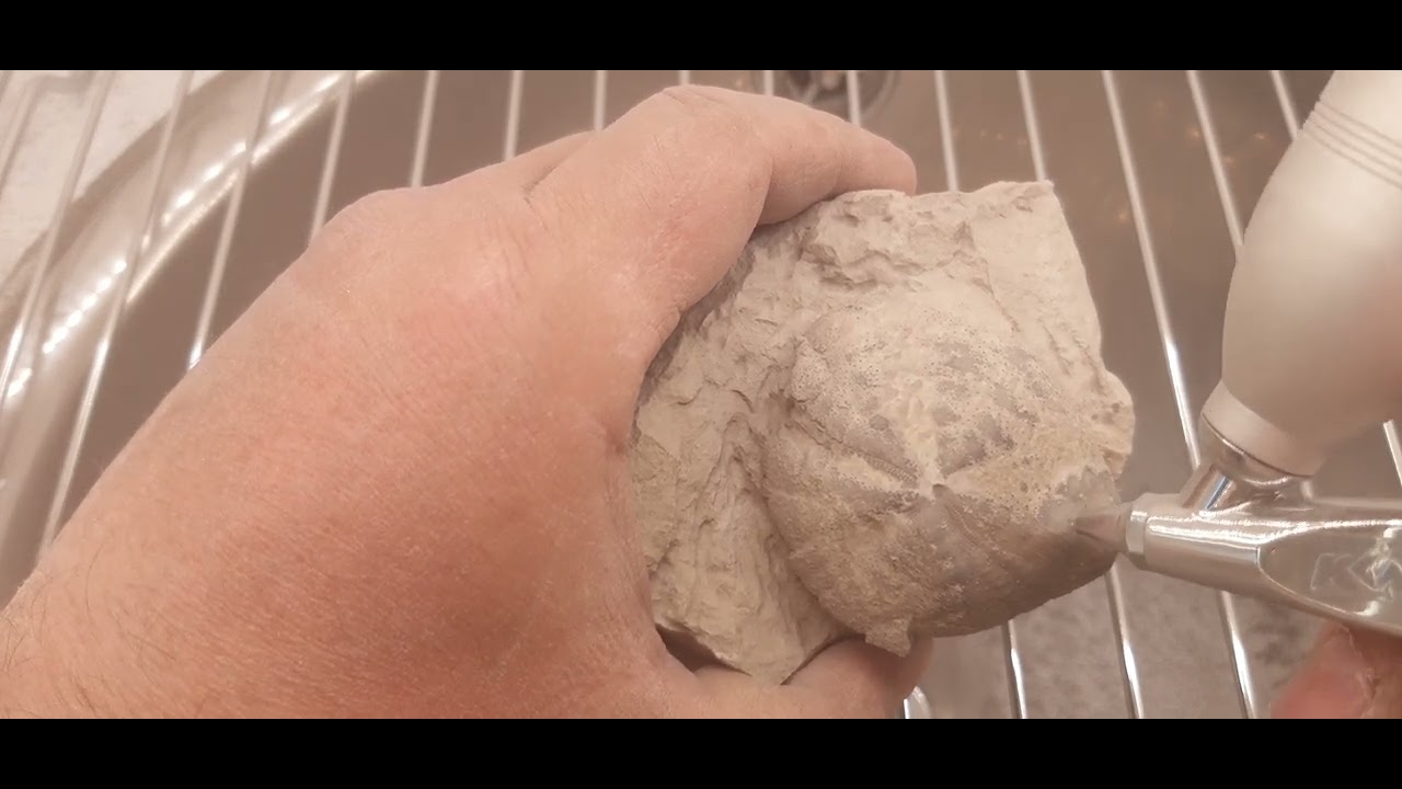 Fossilsamlere p&aring; facebook - Sodabl&aelig;sning