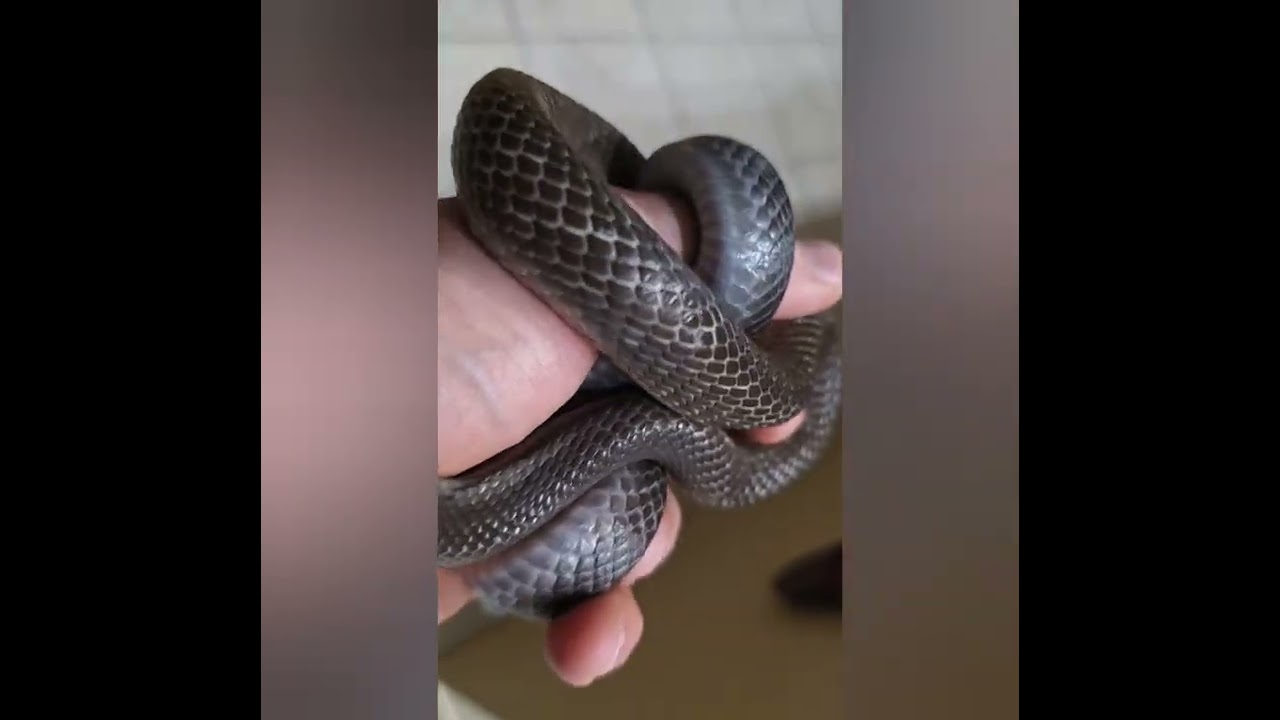 Kymira. 167G. Blacktail Cribo. So chill. Even in shed. 