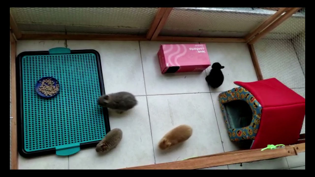 2º ao 40º dia / coelhos netherland dwarf