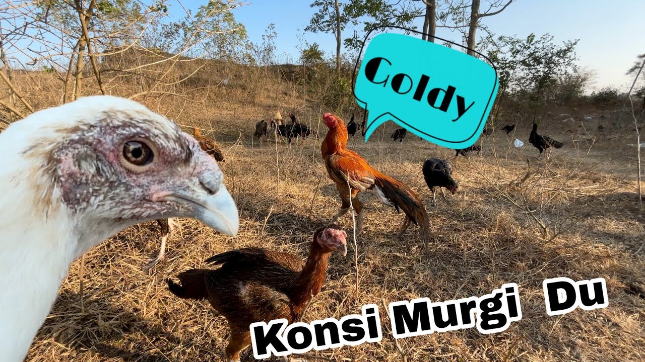 Goldy Ko Konsi Madi Du  ||