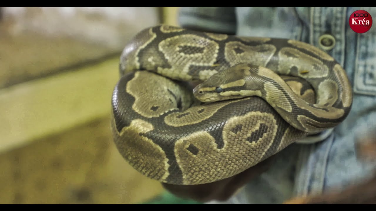 Electron Libre: visite du reptilarium de hann