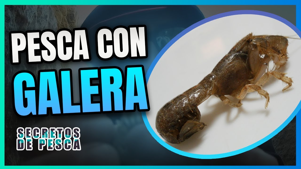 Pesca del SARGO ! (como anzuelar GALERAS)💯👌