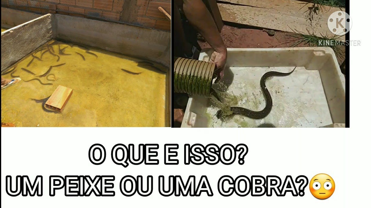 Como criar tuviras e mussun?