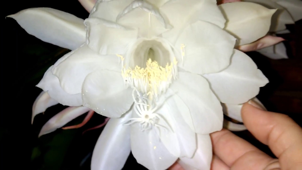 Flor kadupul / Dama da Noite / Rainha da Noite / 1 das 5 mais raras do mundo