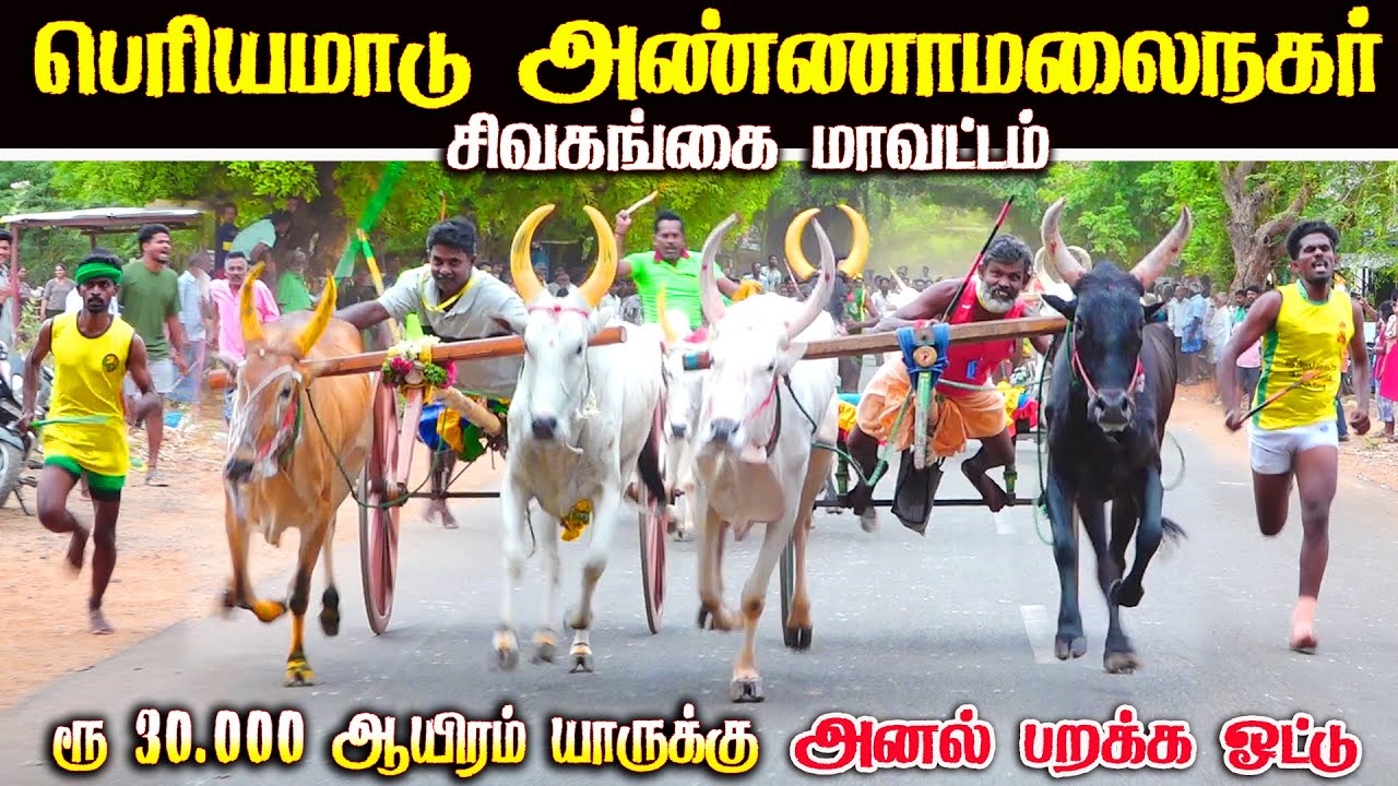 2அண்ணாமலைநகர் பெரியமாடு பந்தயம் 26.07.2025
