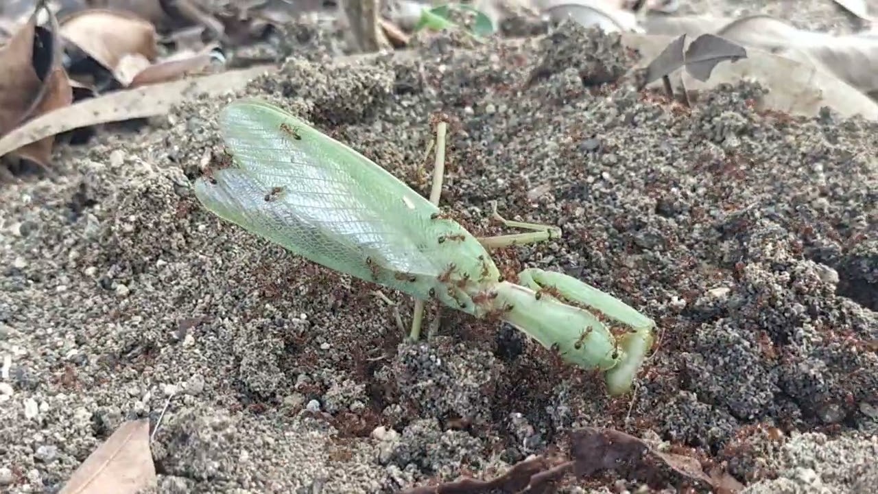 Ants are attacking grasshoppers