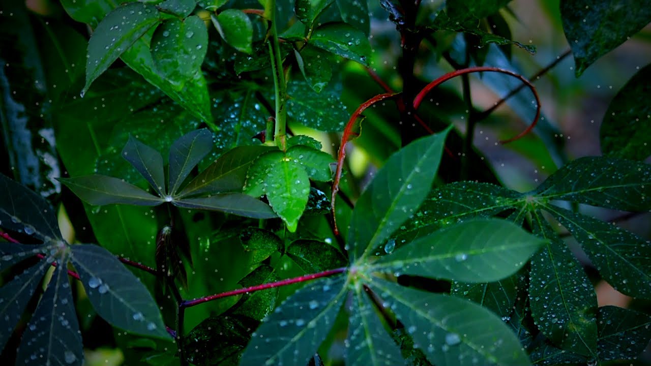 Rain Sounds on Wet Leaves | Calm Nature Ambience for Sleep & Relaxation