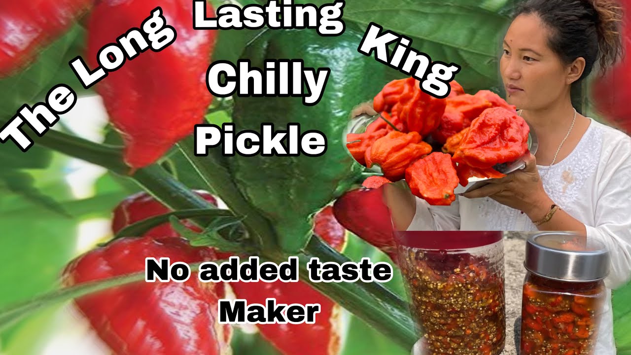 Nagaland Hottest Pepper King Chilly How To Make Longlasting Pickle No added Vinegar