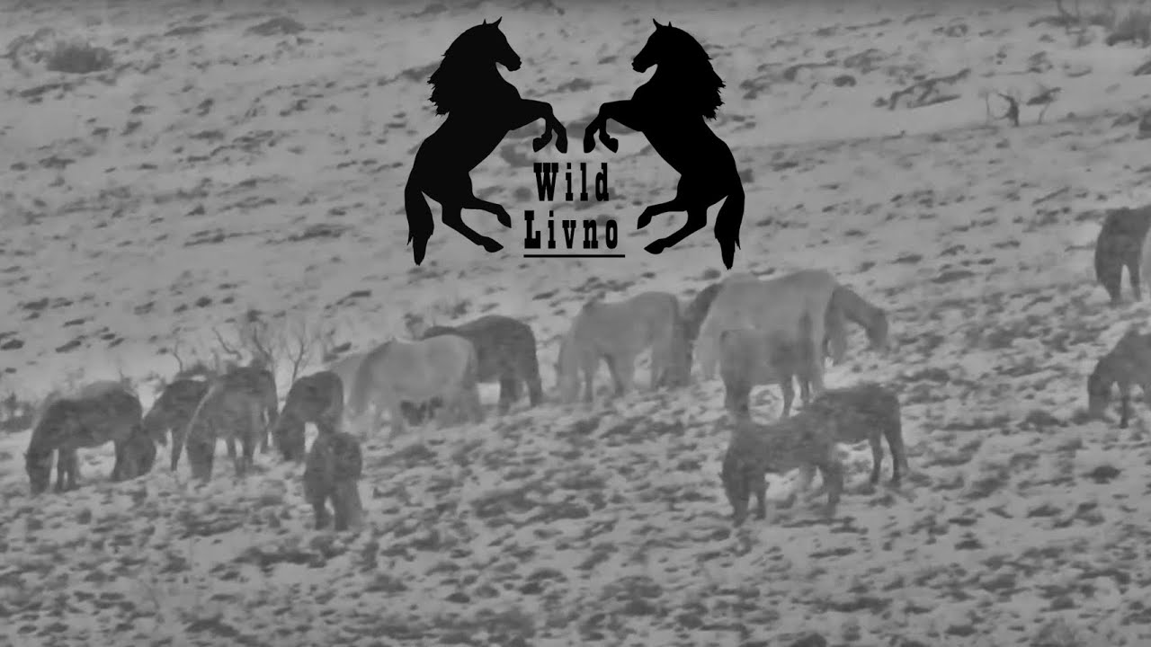 Divlji Konji i Surova Zima. Wild Horses in a Deep Winter *Wildpark Livno*