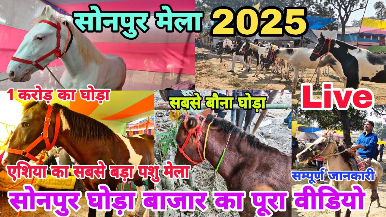 Sonpur Mela 2025 | Sonpur Mela 2025 live | Sonpur Mela 2025 Horse Market | Sonpur Mela Bihar