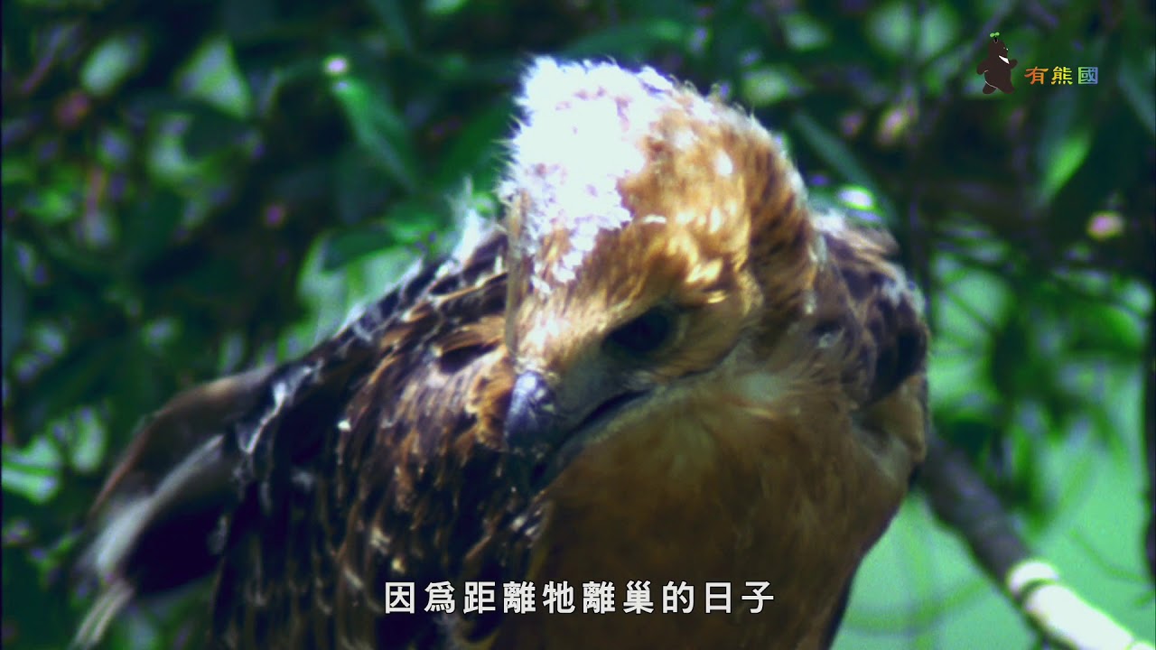 《有熊國》生態影音系列 - 首部曲《熊鷹》