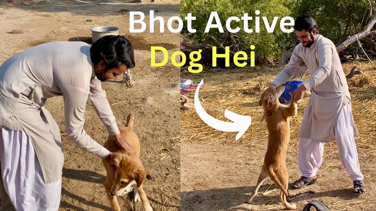 Meet Our Guard Dog 🦮