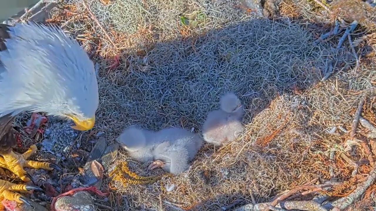 #baldeagle S03#P11 Review birds in nest with nature #birdslovers #birdsounds #birdsnest