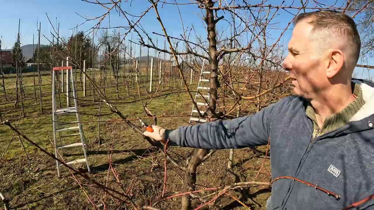 28.2.2026 jarný rez broskyne č.2