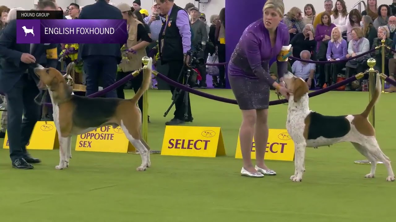 English Foxhounds | Breed Judging 2025