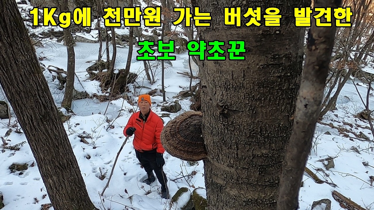 1Kg에 천만원 가는 버섯을 발견한 초보 약초꾼, 겨울 상황버섯 산행.
