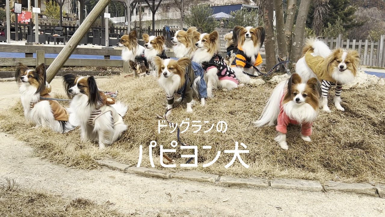 久しぶりのドッグランでおともだちと鈴なりになるパピヨン犬 #102