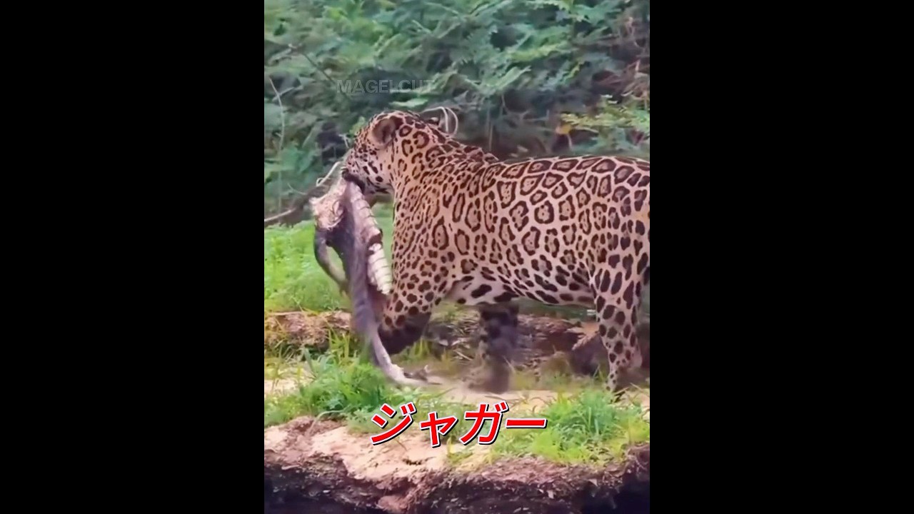 ジャガーの戦闘力はどのくらい強いのでしょうか？ #科普 #動物 #ジャガー