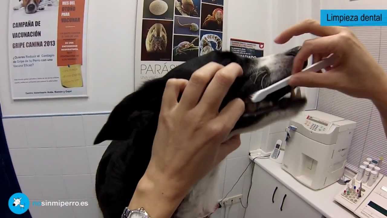 C&oacute;mo limpiar los dientes al perro