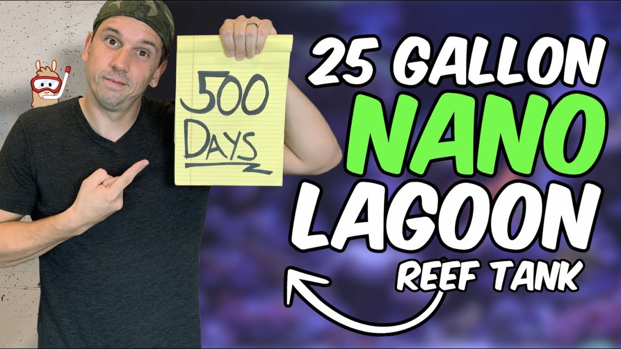 25 Gallon Nano Reef Tank 500 Day Update  - The Llama’s Lagoon