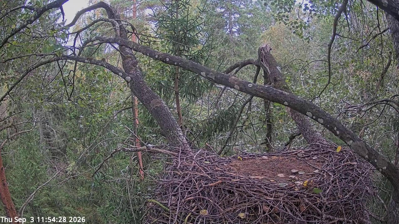 Must-toonekurg 3 :: Ciconia nigra :: Black Stork