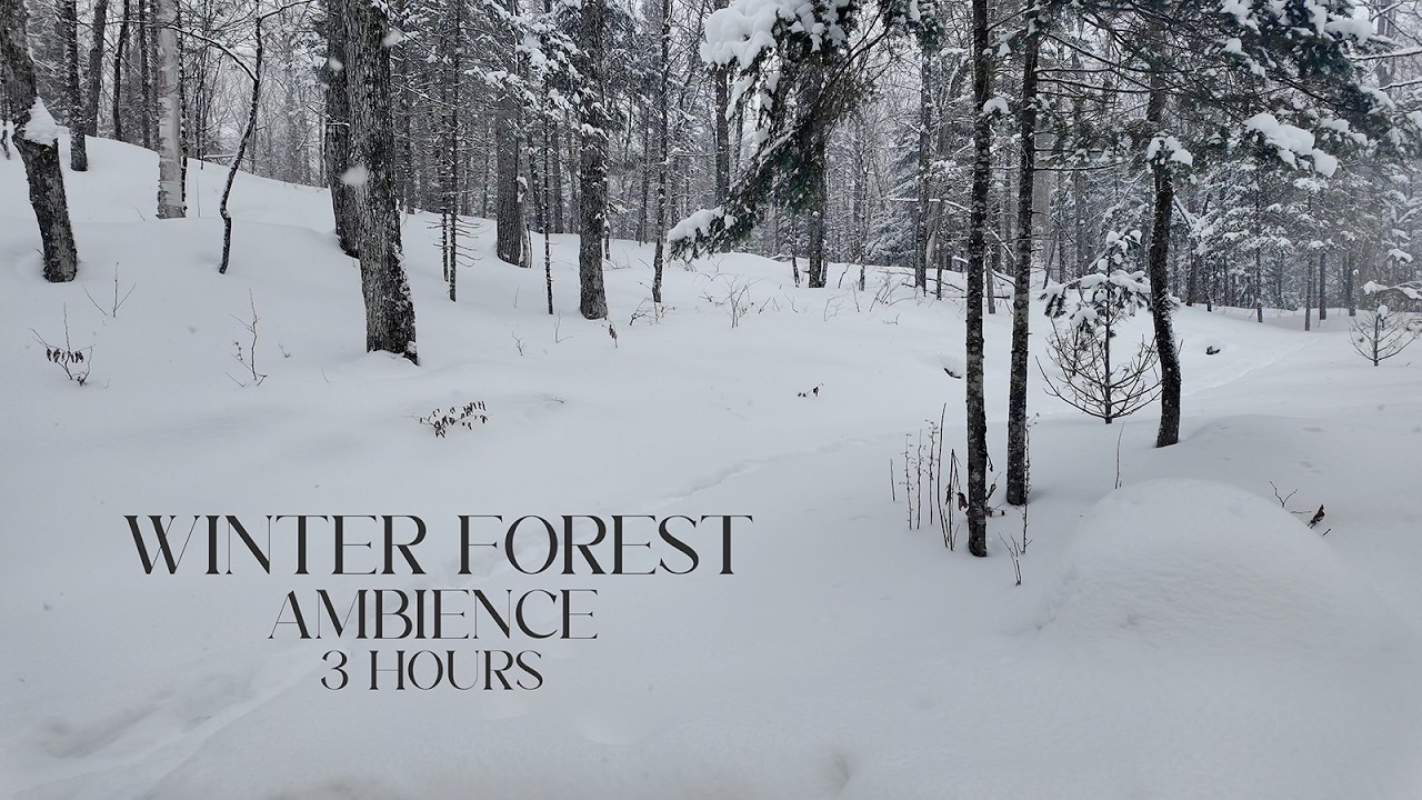 3 Hours Winter Forest Sounds ❄️ Snow Ambience for Sleep, Study & Relaxation
