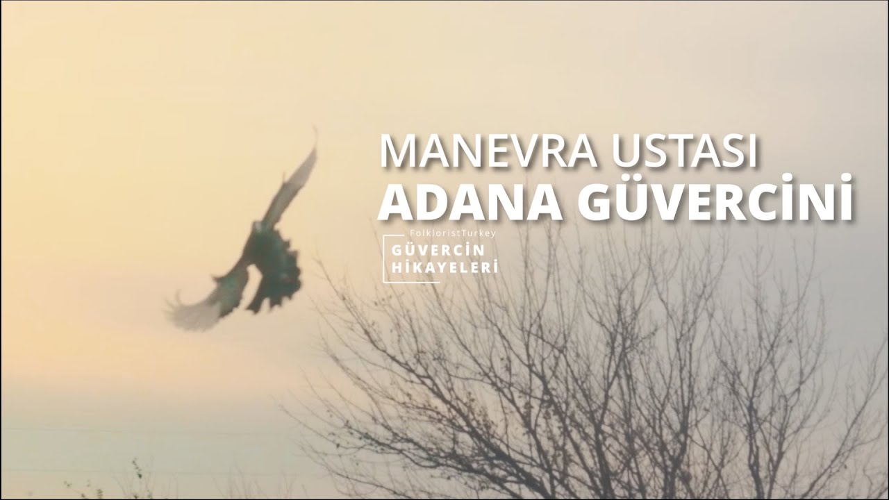 Adana Güvercini Uçuş ve Dalış Videoları | Dewlap | Adana Yerli Kuşu | Güvercin Hikayeleri