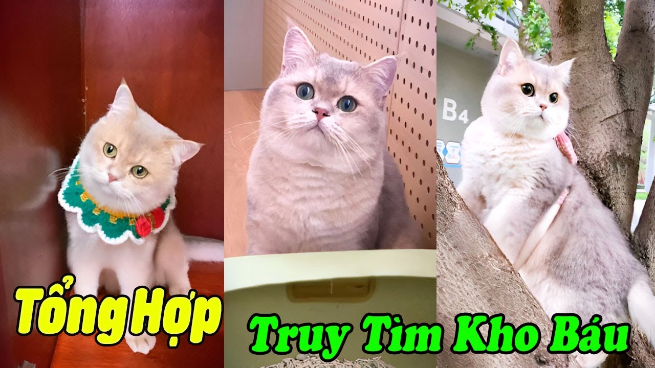 Tổng Hợp Truy Tìm Kho Báu Của MiMi P4 Tập Dài #thúcưng #vậtnuôi #animals  #funny #pets #cat #meo