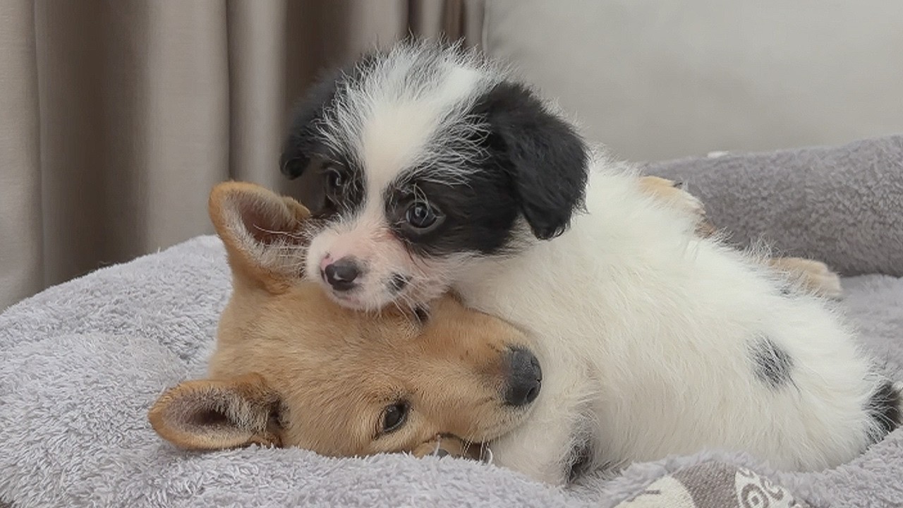 Two Abandoned Puppies Find Comfort in Each Other — You’ll Cry Watching This