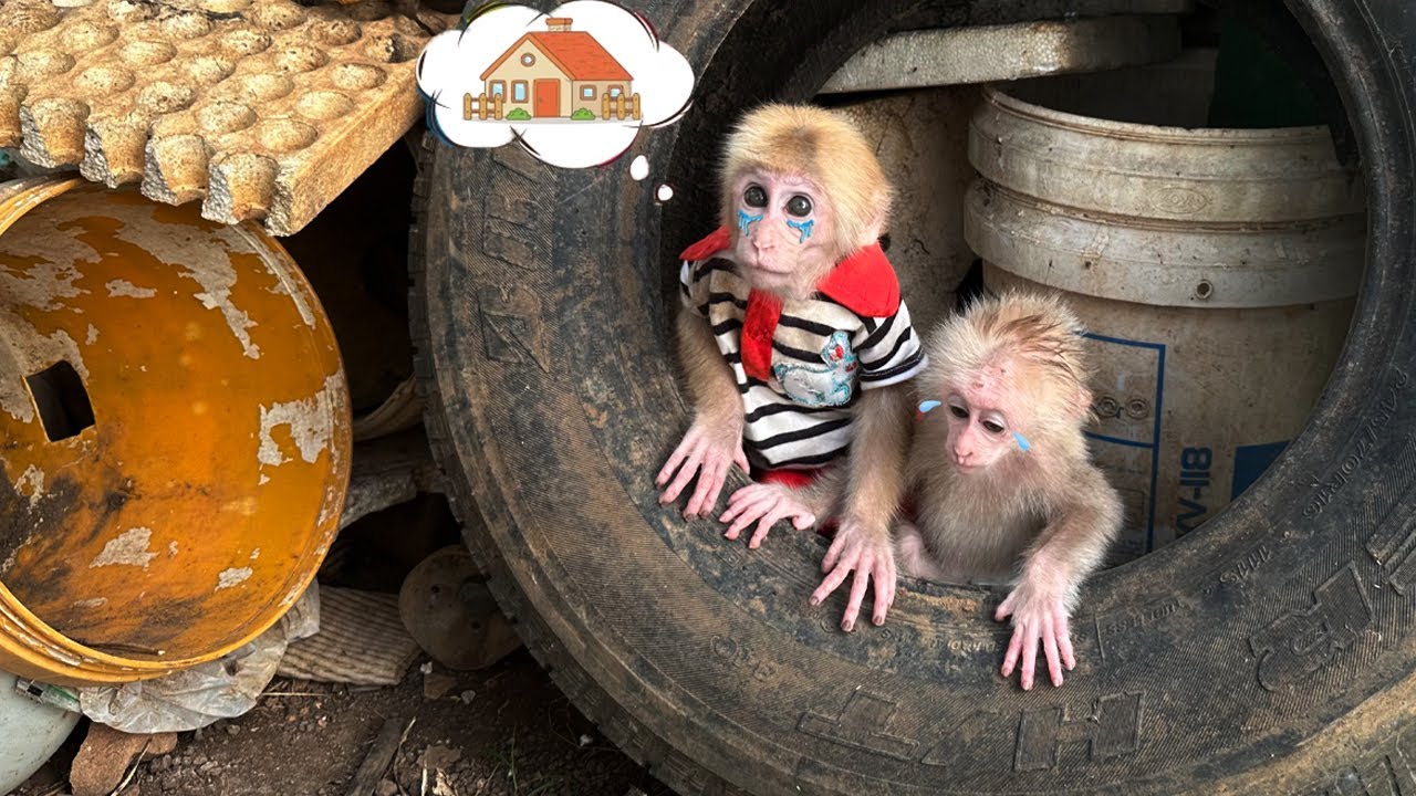 So heartbreaking: baby monkey sobs uncontrollably after getting lost, and Lucky is terrified too! 😭