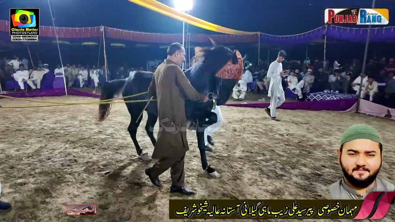 Mera Mehboob میرا محبوب l 9 October 2025 lHorse Dance 13 11 L Chichawatni Sahiwal l Nawab Papu Khan