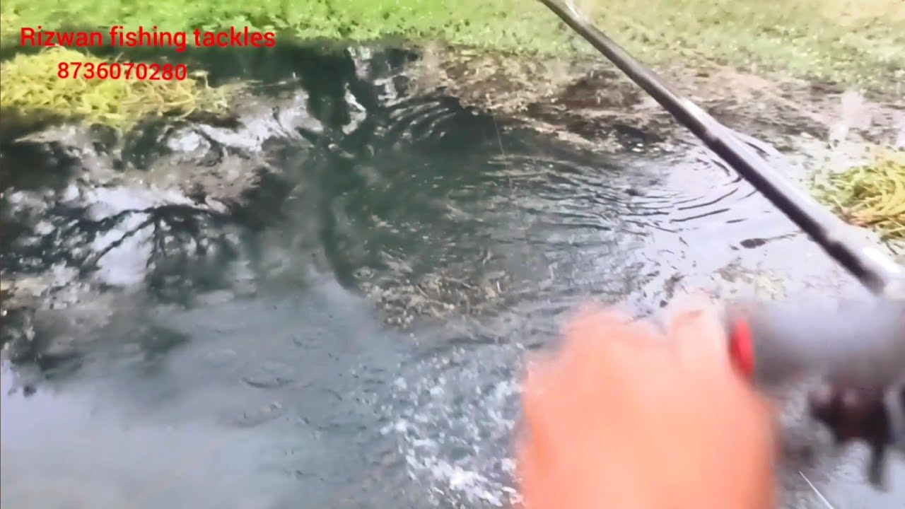 Record size snakehead fishing video || Big fishing vidoes #Rizwan fishing