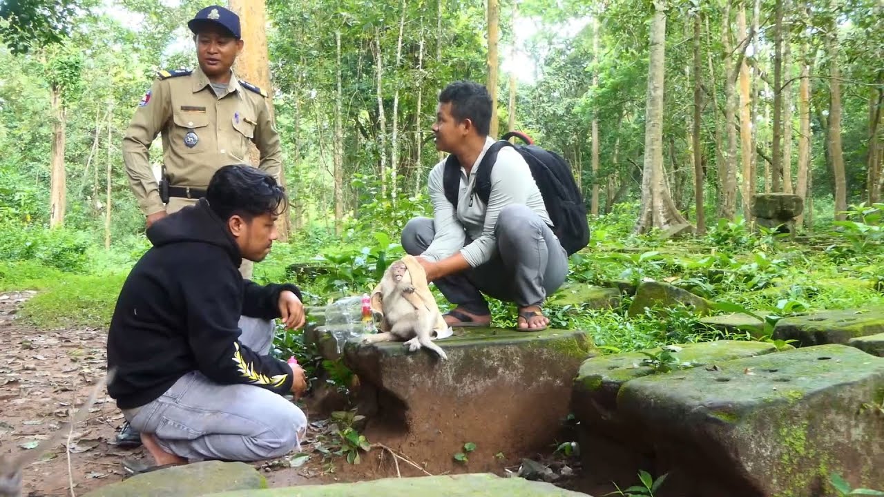 Savana Team helps rescuing one monkey from Amber with milk water why no one can help her situation