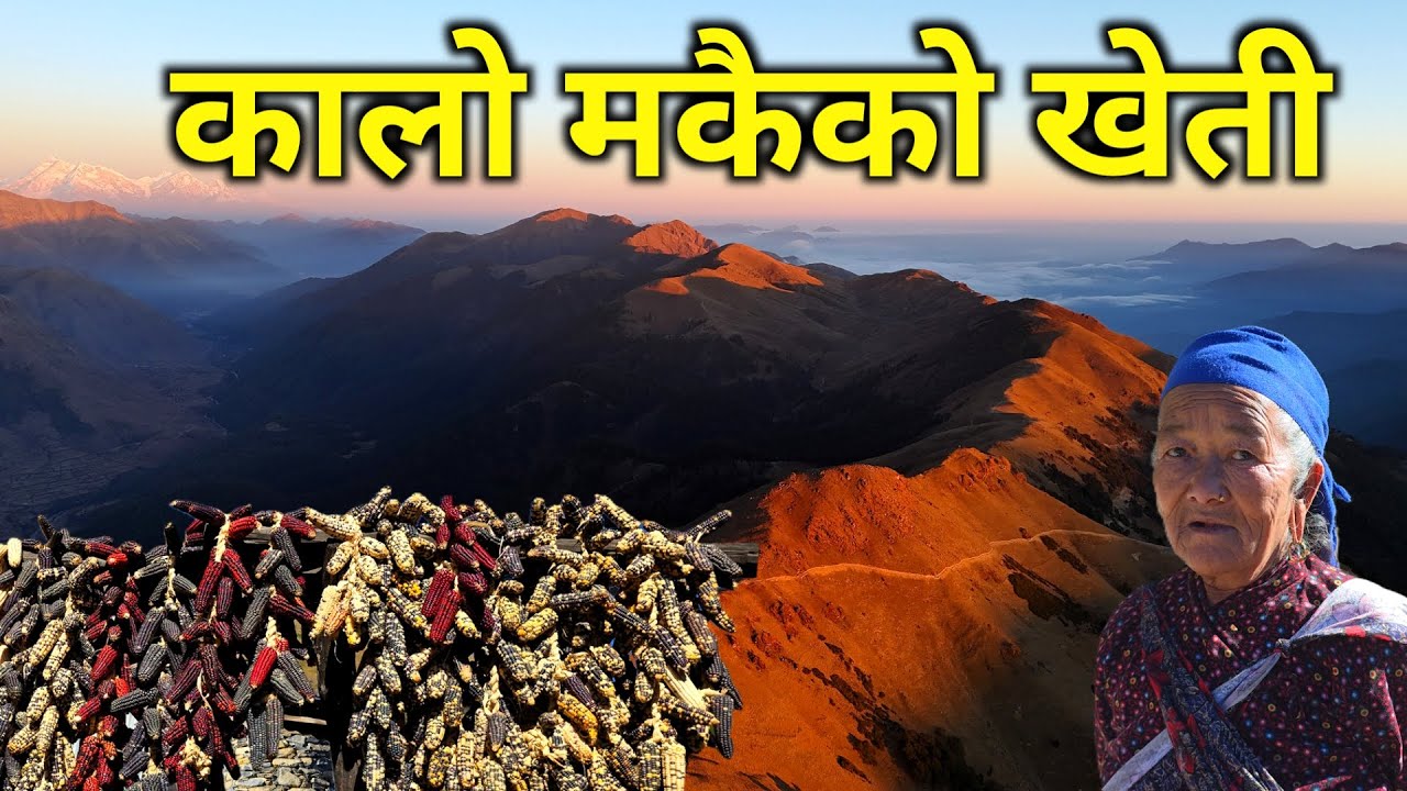 रुकुम पुर्बमा लुकेको स्वर्ग चुङ्ग्री बुकी | कालो मकैको खेती गरिने अचम्मको ठाउँ | कोईपा डाँडाको रहस्य