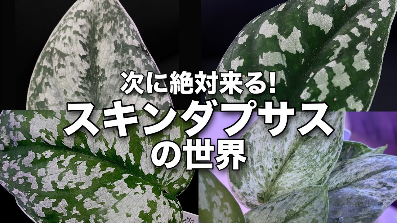 絶対に次に来る植物「スキンダプサス」種類の紹介と育て方を解説！ #園芸 #観葉植物