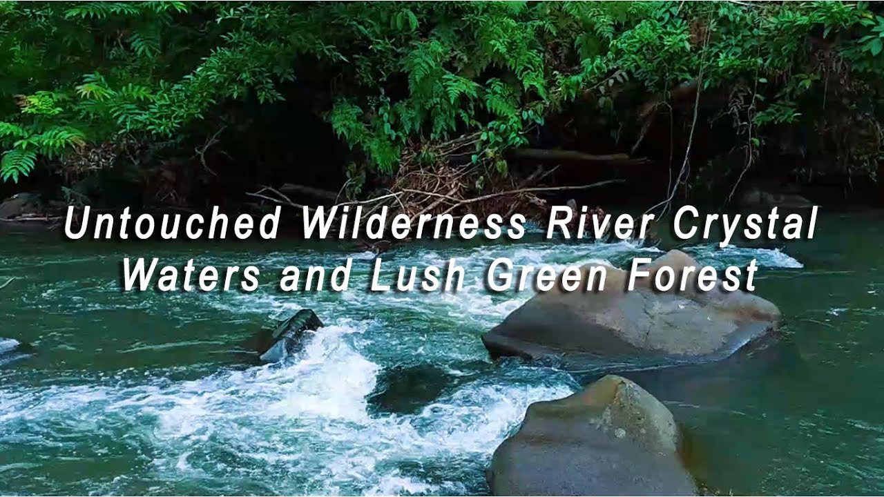 Untouched Wilderness River Crystal Waters and Lush Green Forest