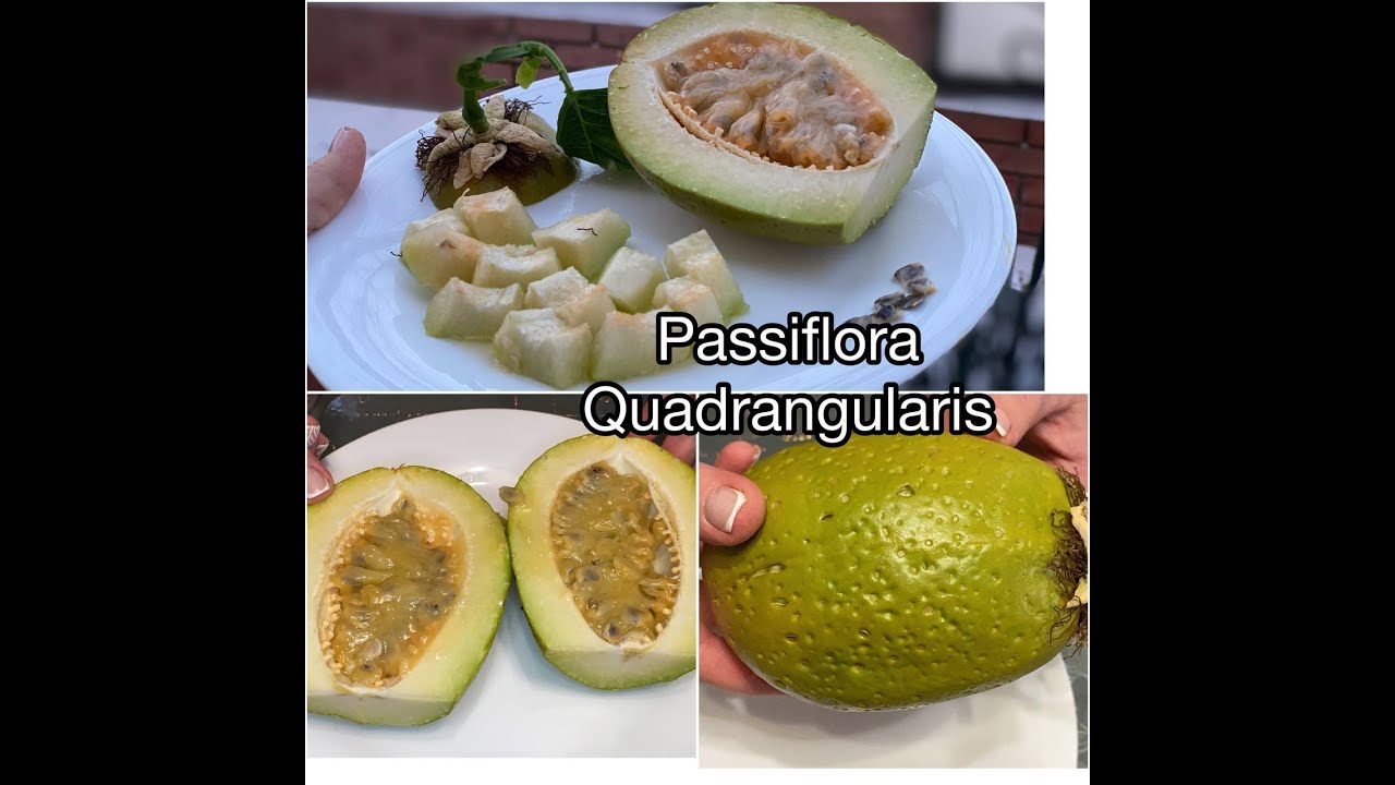 Passiflora Quadrangularis пассифлора квадрангуларис