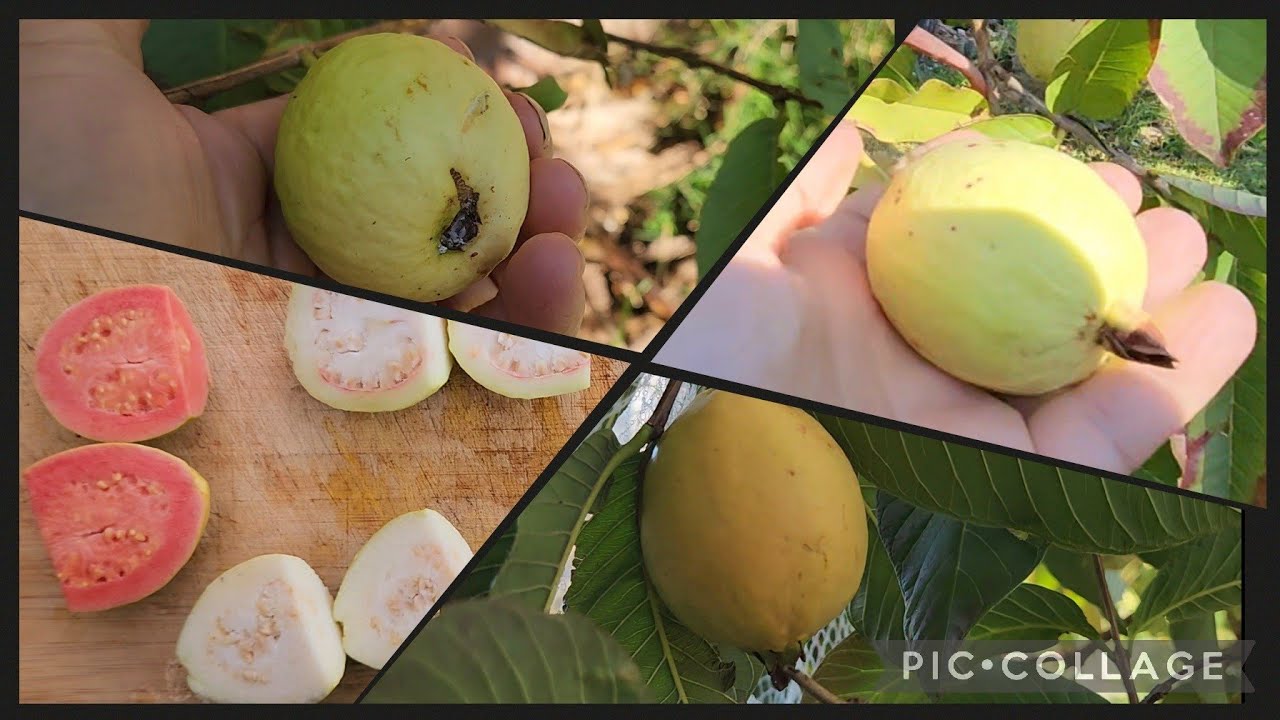 Harvesting & Tasting 4 Tropical Guava Varieties In Melbourne Australia