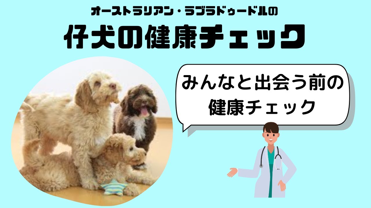 オーストラリアン・ラブラドゥードル（AL）の仔犬の健康チェック