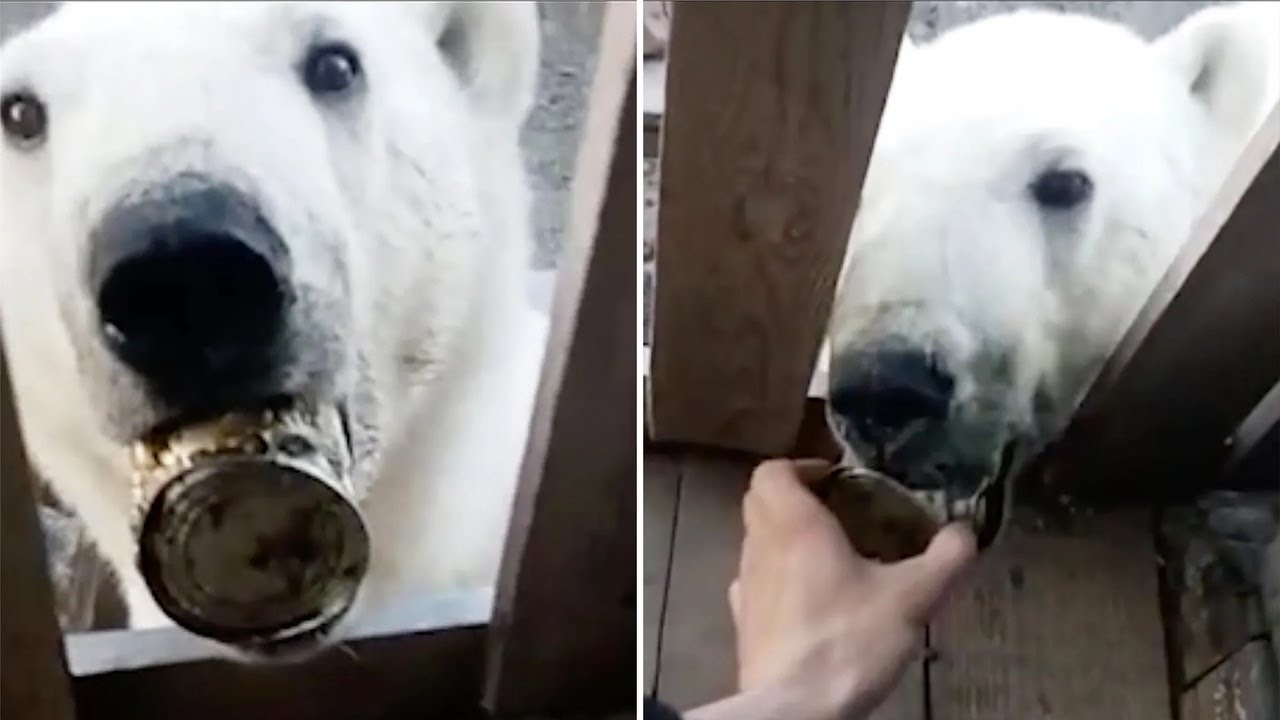 When WILD Animals Ask Humans For Help!