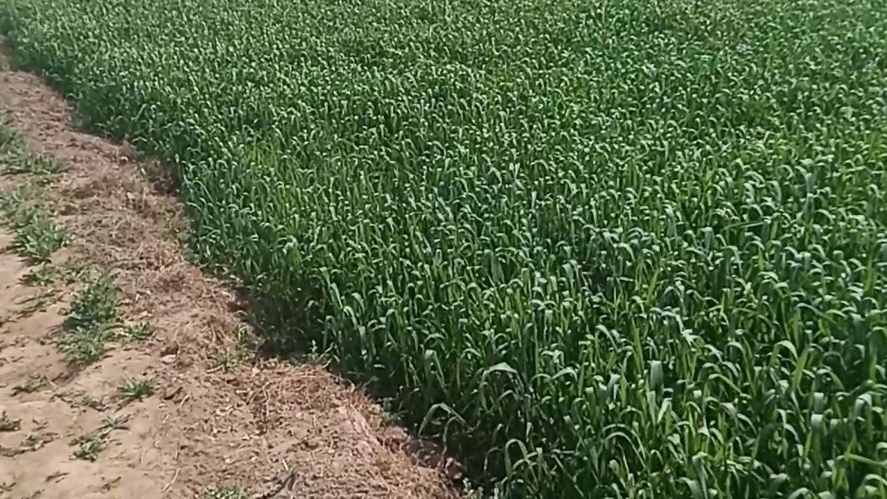 zarai raqba for sale in pakistan . zameen for sale