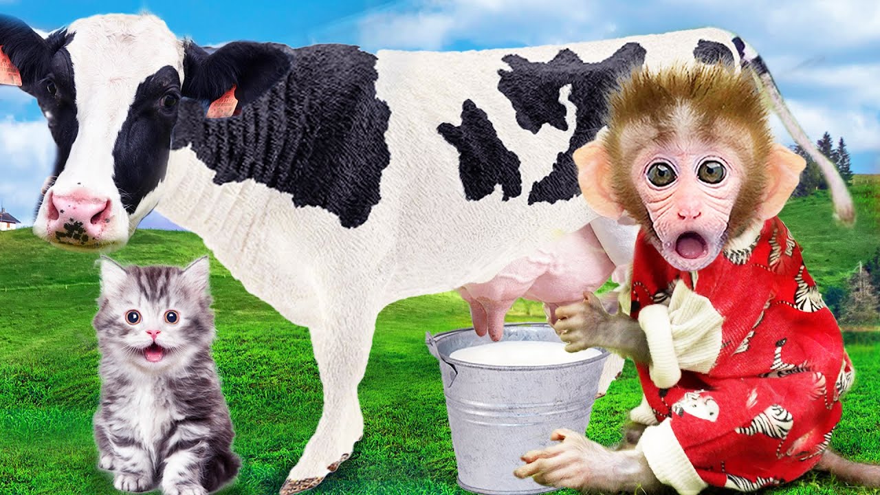 Baby Monkey Bon Bon milks cows on the farm | Animals Home Monkey