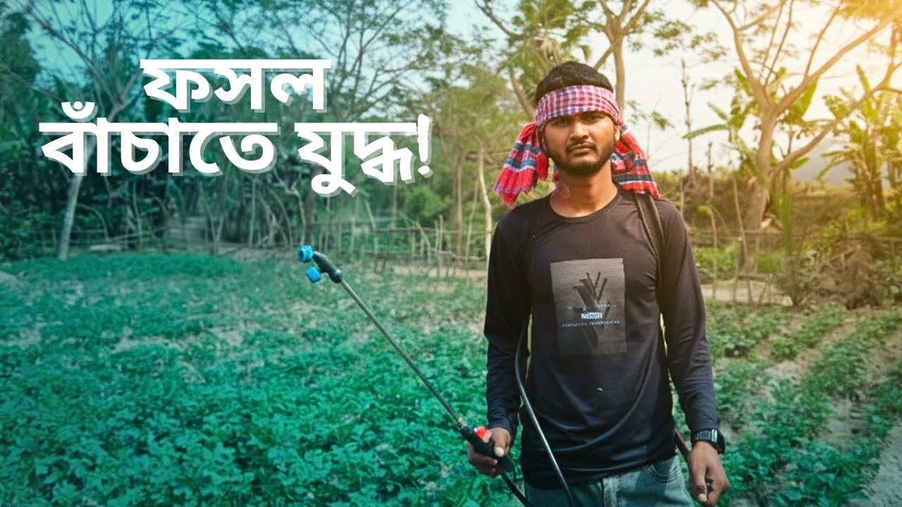 আলু গাছে নেমিস্পোর ব্যবহার | Nemispore Use in Potato Farming | KrishiBhai Agro