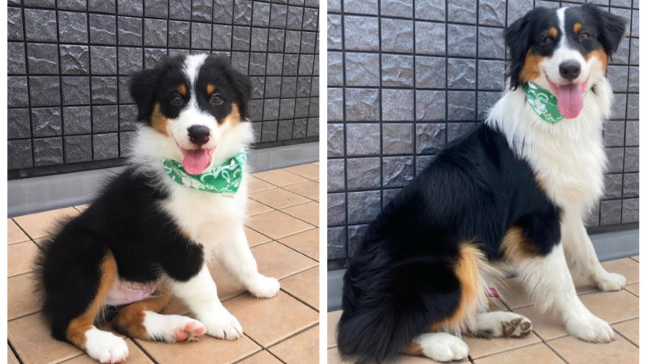 【子犬の成長記録】生後1ヶ月～1歳　オーストラリアン・シェパード