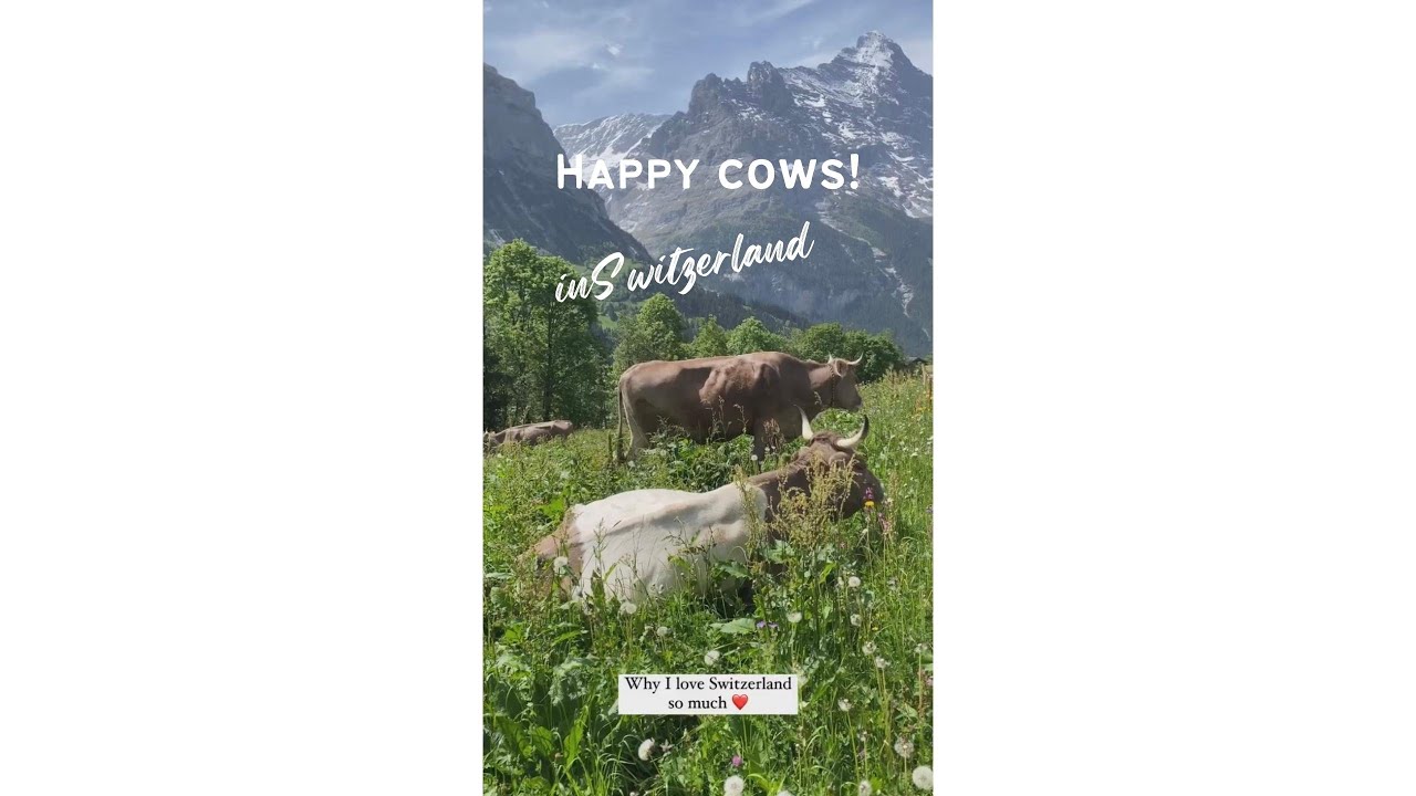 HAPPIEST COWS IN THE WORLD | where cows get to be out on the fields all day #shorts #switzerland