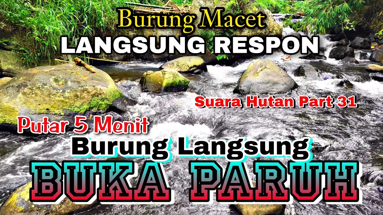 Semua Jenis Burung Cepat Buka Paruh, Terapi Air & Burung, Suara Hutan Alam Bebas – Part 31